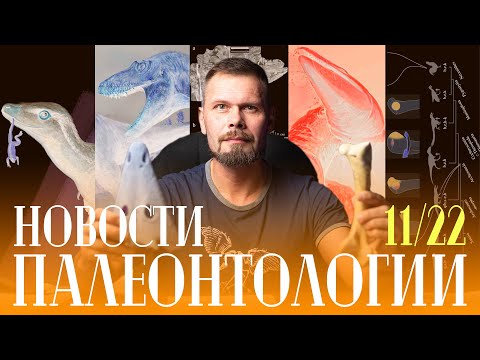 Видео: ОГРОМНАЯ черепаха | Бедра архозавров | Два новых динозавра | Эволюция жизненных циклов амфибий