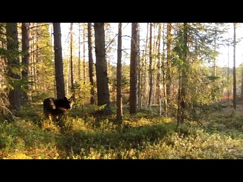 Видео: По болотам осенью с Джульеттой.