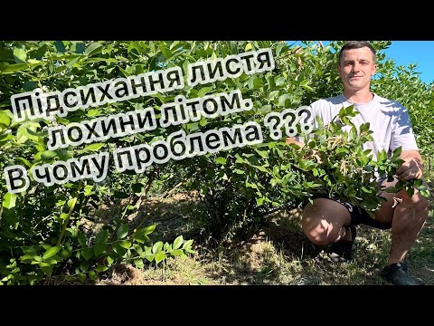 Видео: Підсихання листя лохини літом, в чому проблема??? 05.07.25