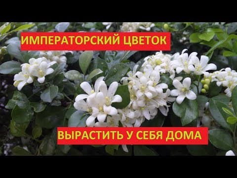 Видео: ИМПЕРАТОРСКИЙ ЦВЕТОК - МУРАЙЯ. КАК ВЫРАСТИТЬ ИЗ СЕМЯН
