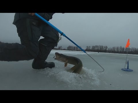 Видео: Васильсурск. Ловля щуки. Жерлицы и безмотылка. Рыбалка сезона 22-23