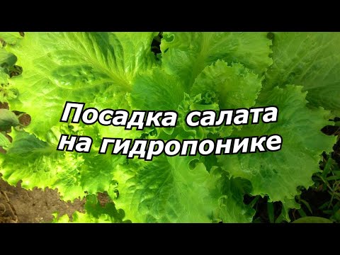 Видео: Посадка салата на гидропонике