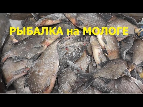 Видео: Рыбалка на Мотособаках Бурлак и Тофалар. р. Молога.  Жерлицы.