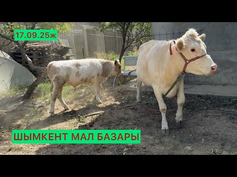 Видео: Сиыр бағалары 17.09.25ж