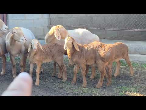 Видео: +996705665337 Арашан козулуу койлор сатылат Кара-Балтада