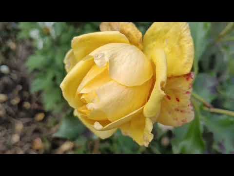 Видео: Троянди🌹 посадка осінь2025 