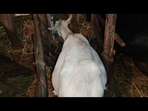 Видео: як я взнаю чи коза кітна .