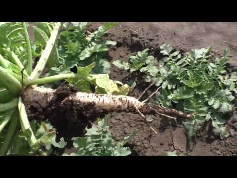 Видео: Почему мой дайкон застрелковался