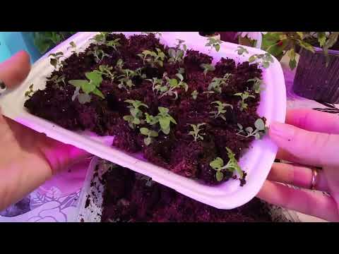 Видео: БАКОПА.КАК РАСПИКИРОВАТЬ БАКОПУ.2022