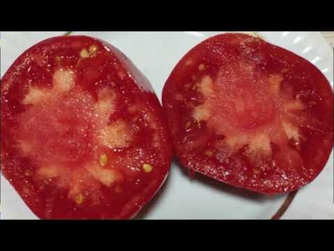 Видео: Каталог томатов 2025 года.  Часть 8. г. Киров