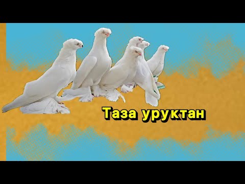 Видео: Таза урук/Гул бадам тамашага