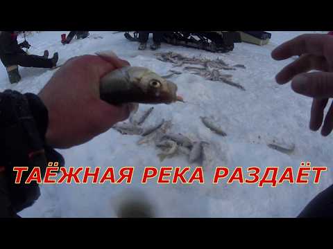 Видео: Мормышка 2025г. Январская рыбалка на таёжной реке.
