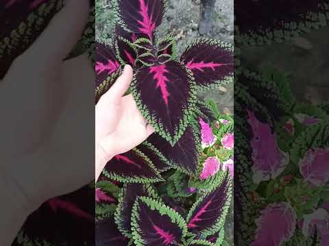 Видео: Обзор клумбы ,,взлётки,, часть #3 