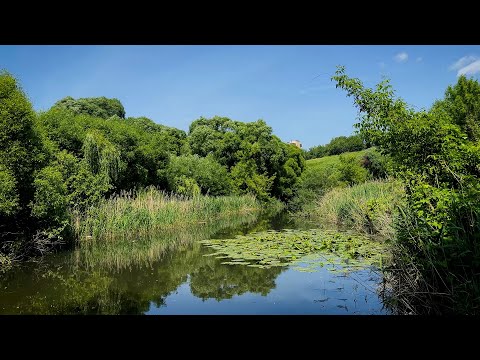 Видео: Река Кур и её окрестности. Откуда здесь черепахи? Курск.
