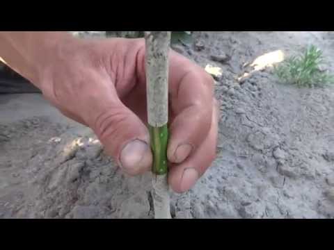 Видео: Окулировка ореха (1 часть)