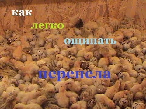 Видео: ручной ощип перепелов