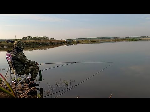 Видео: Дикий клев сазана и карася на херабуну в Приморском крае.