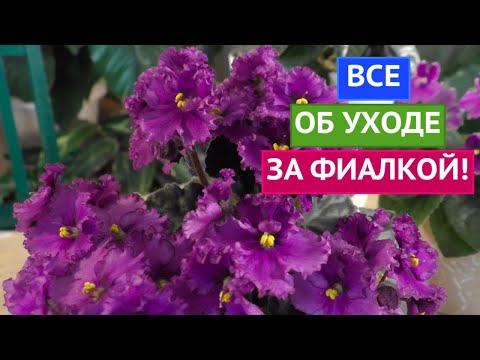 Видео: ВСЕ СЕКРЕТЫ ИДЕАЛЬНЫХ ФИАЛОК! БУДУТ ЦВЕСТИ КАК НА КАРТИНКЕ!