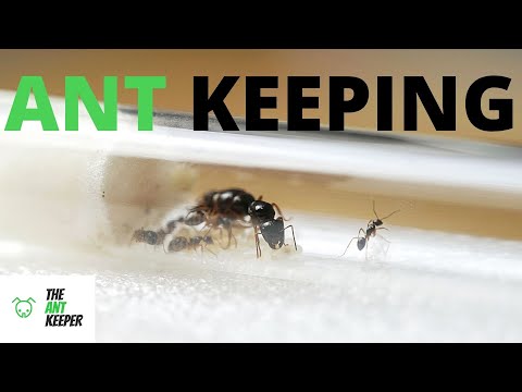 Видео: Руководство для начинающих по содержанию муравьев!