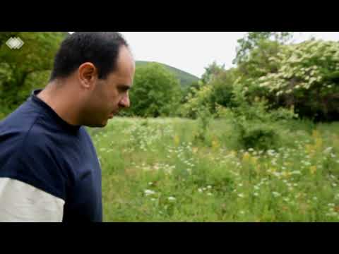 Видео: Кратък пътеводител на дивите ядливи растения - Какво може да хапнем на една полянка