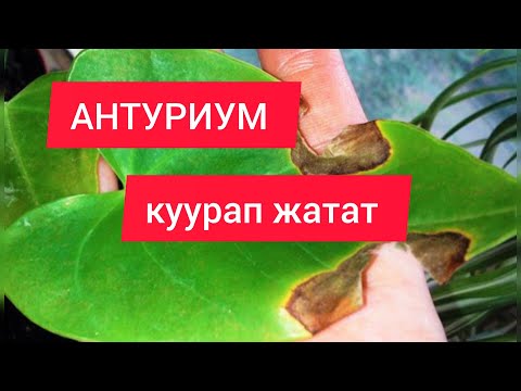 Видео: АНТУРИУМ. Жалбырагы карарып,куурап жатат...