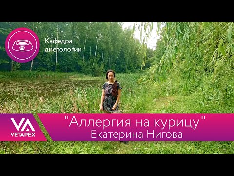 Видео: Кафедра Диетологии "Аллергия на курицу"