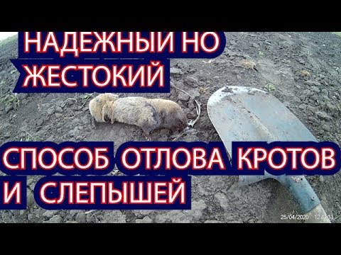Видео: НАДЕЖНЫЙ НО ЖЕСТОКИЙ СПОСОБ ОТЛОВА  КРОТОВ И  СЛЕПЫШЕЙ
