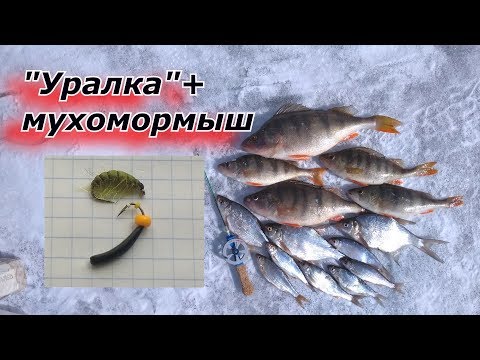 Видео: Весенняя ловля на Уралку и мухомормыш.