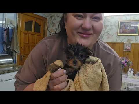 Видео: Как приучить щенка йорка к купанию, сушке феном и остальным процедурам🤔🤗