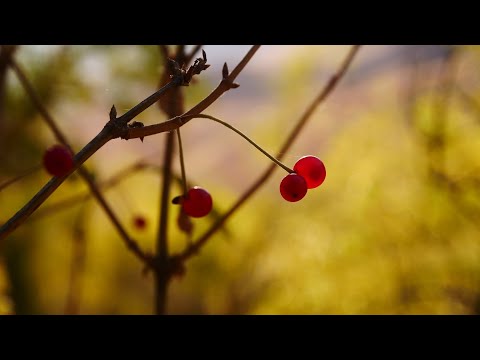Видео: Природа вокруг лагеря.