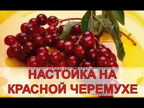 Видео: НАСТОЙКА НА КРАСНОЙ ЧЕРЕМУХЕ | 2 РЕЦЕПТА