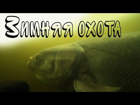 Видео: ПОДВОДНАЯ ОХОТА 2023!!! ПОИСК СУДАКА И ТОЛСТОЛОБИКА!!!