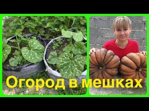 Видео: Огород в мешках. Как вырастить тыкву без земли ? Наш эксперимент