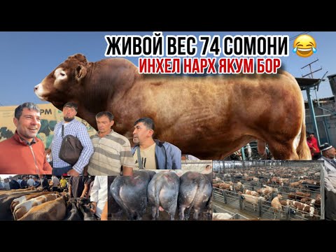 Видео: Худи ҳозир молбозор нархо девонайски меҳмон аз Фархон в шоке 😱 14 сентября 2025 г.