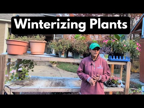 Видео: Зимующие растения | Защита от холода, Лаванда, Уход за растениями, Теплые дни, Холодные ночи