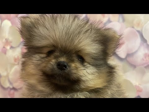 Видео: Наши щеночки шпица, май 2023