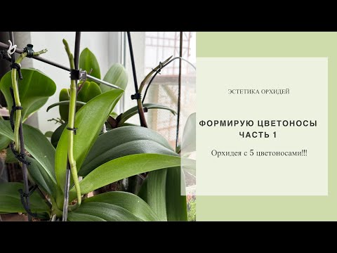 Видео: 5 цветоносов на одной орхидее 😍Цветонос в «закрутку» и другие варианты. Результат первого месяца