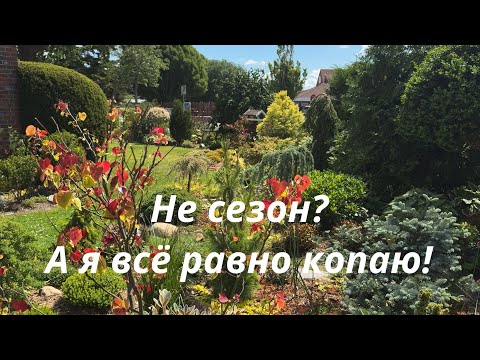 Видео: Летний переезд: ёлка в шоке, рододендрон доволен 🌿 Мой опыт пересадок растений летом 🌿 Mein Garten 🌿