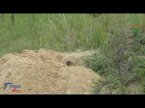 Видео: Охота на сурка летом
