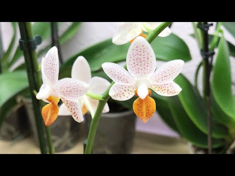 Видео: ЗАЧЕМ я её КУПИЛ?! Разве это ДОРОГО для ТАКОЙ КРАСОТЫ? Ценители нежного меня поймут)