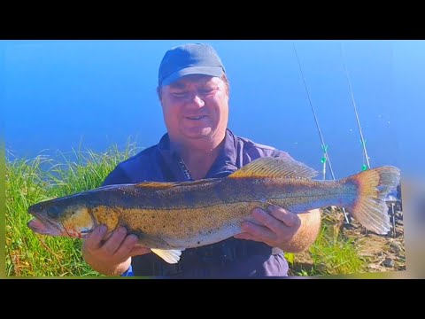 Видео: Трофейный бонус !!!