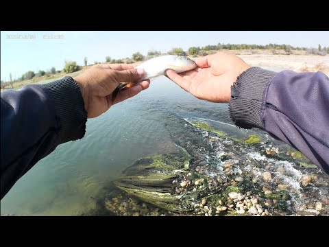 Видео: балиқови#узбекистан #спиннинг #монстр #тригубка#чирчик