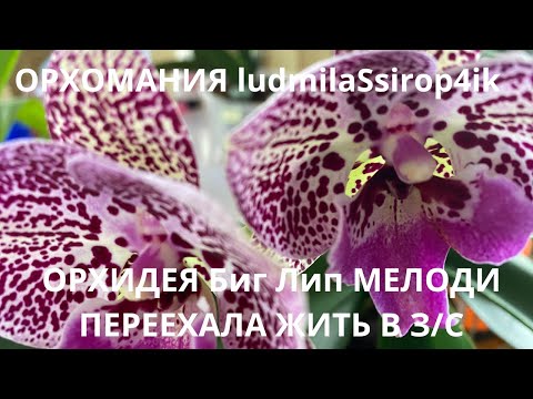 Видео: ОРХИДЕЯ Биг Лип МЕЛОДИ ПЕРЕЕХАЛА ЖИТЬ В З/С