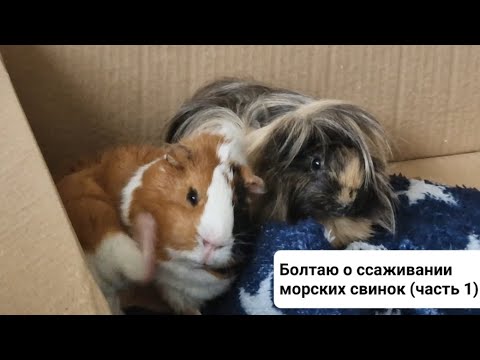 Видео: Немного о моем опыте ссаживания морских свинок