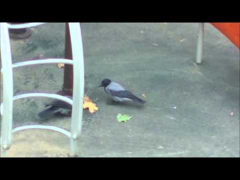 Видео: Из цикла  Из жизни серой вороны  Фильм 5 й  Игры на детской площадке