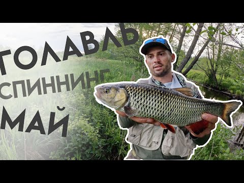 Видео: Голавль на спиннинг в начале лета.