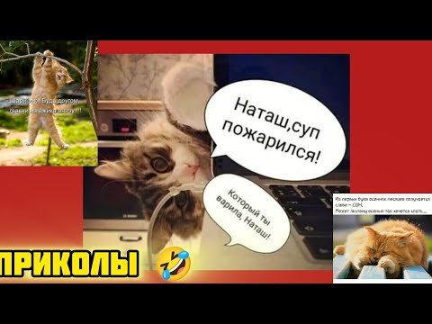 Видео: Наталья суп поджарился! смотри смешные картинки мемы котики приколы  🤣