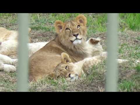 Видео: Очень красивый львенок Зевс становится совсем взрослым🦁❤ ПАРК ЗЕМЛЯ ПРАЙДА 🌿