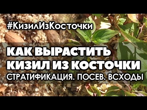 Видео: 🌿 Как вырастить кизил из косточки от и до | Cтратификация. Посев. Сеянцы.