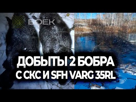 Видео: 🦫 ДОБЫЛИ ДВУХ БОБРОВ | ОХОТА НА БОБРОВ В НОВОСИБИРСКОЙ ОБЛАСТИ С КАРАБИНОМ СКС И SFH VARG 35RL